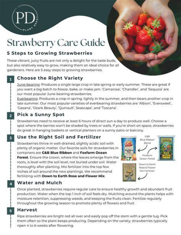Unveiling the Charm of Strawberry Taby: A Comprehensive Guide