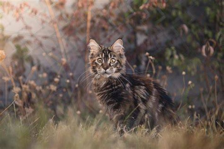 Unveiling the World of BlueStory: A Comprehensive Guide