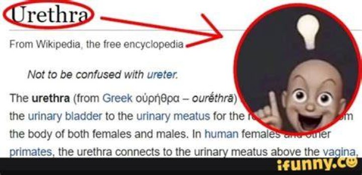 Urethra Meme: A Comprehensive Guide to Its Origins, Popularity, and Cultural Impact