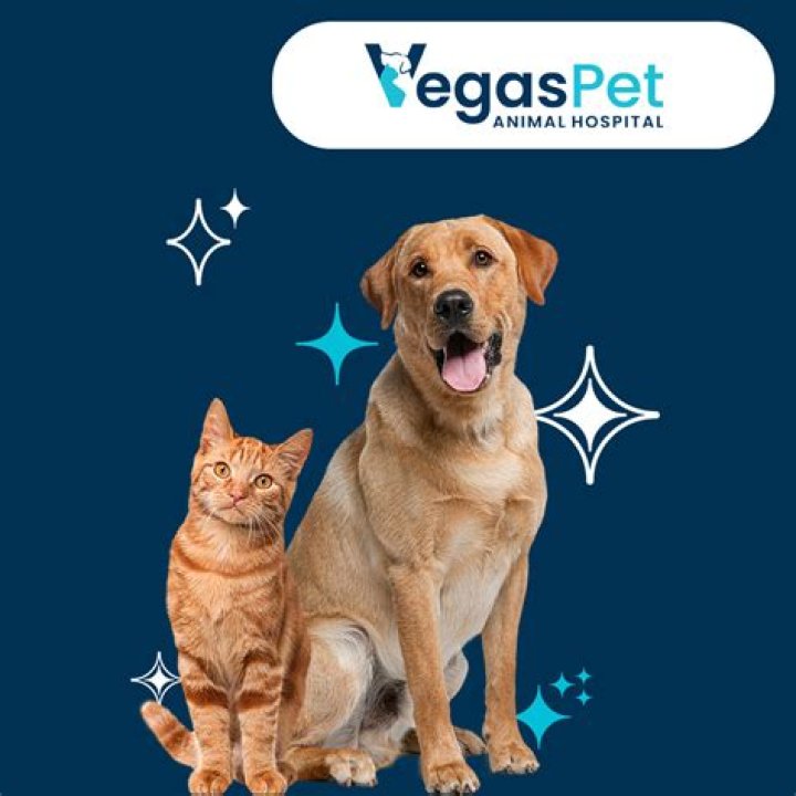 Vegas.Vet: Your Ultimate Guide to Animal Care in Las Vegas