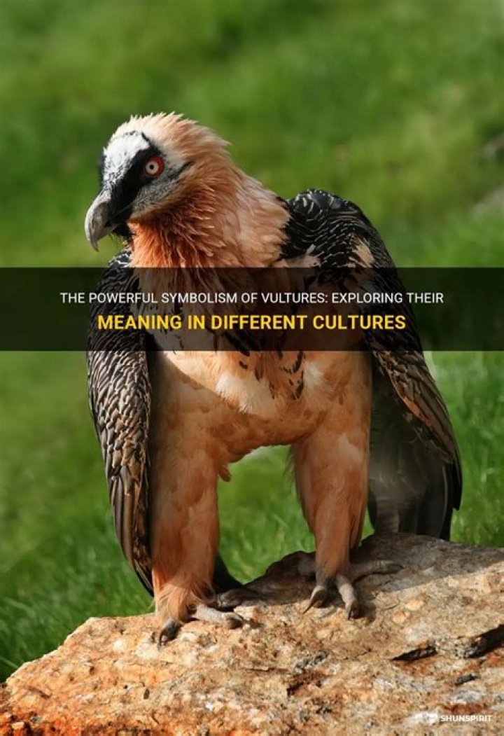 Vultures in Cartoons: Exploring Their Role, Symbolism, and Cultural Impact