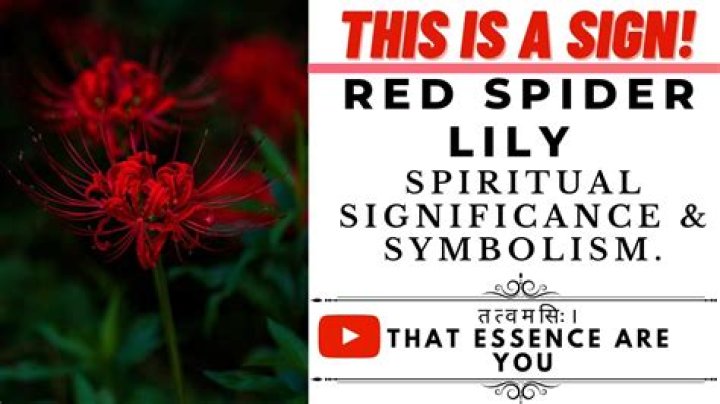 What Do Red Spider Lilies Symbolize: A Comprehensive Guide to Their Meaning and Significance