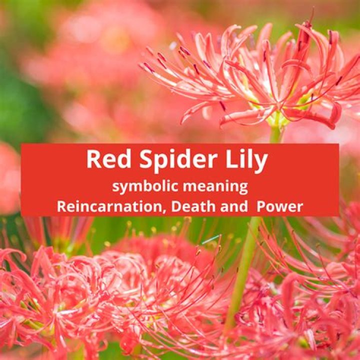 What Does Red Spider Lily Represent: Unveiling the Symbolism and Cultural Significance