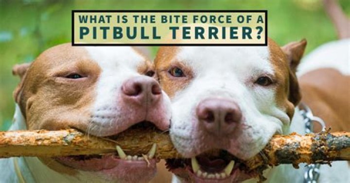 What is a Pitbull Bite Force? Unveiling the Power Behind the Breed