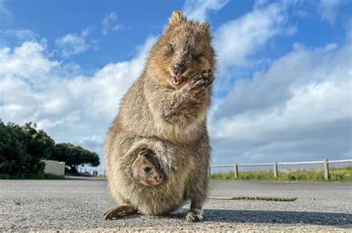 What is the Carriest Animal on Earth? Discover the World's Most Adorable Carriers