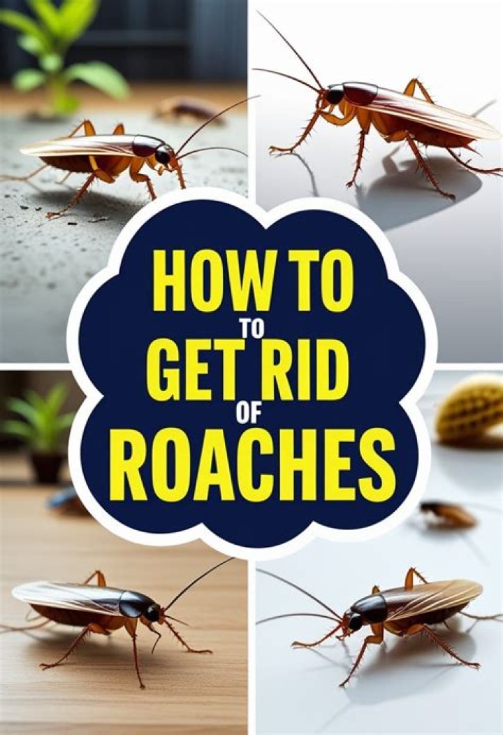 What is the Most Effective Roach Killer: A Comprehensive Guide to Eliminating Roaches
