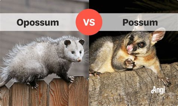 What's the Difference Between Opossum and Possum: A Comprehensive Guide