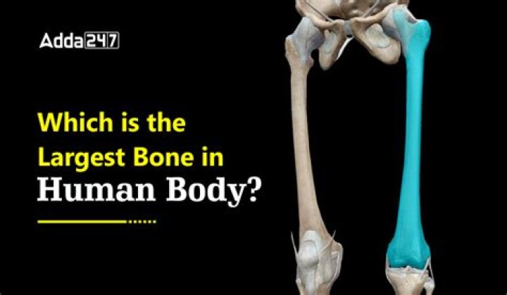 What's the Largest Bone in the Body? A Comprehensive Guide