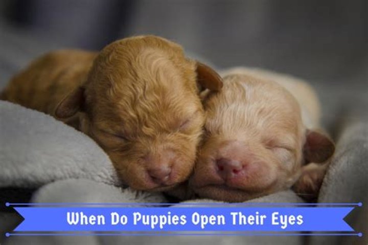 When Do Newborn Puppies Eyes Open: A Comprehensive Guide for Puppy Owners