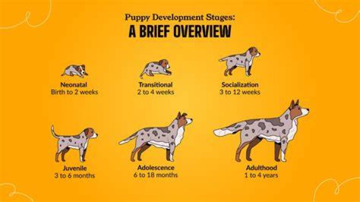 When Do Puppies Open Their Eyes: A Comprehensive Guide for Pet Owners