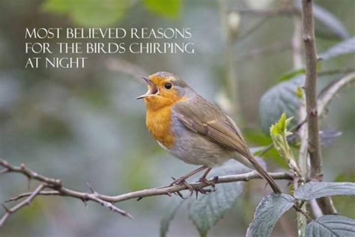 Why Do Birds Chirp at Night? Discover the Fascinating Reasons Behind This Nocturnal Behavior