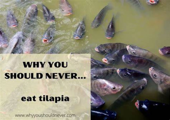 Why You Should Never Eat Tilapia: A Comprehensive Guide