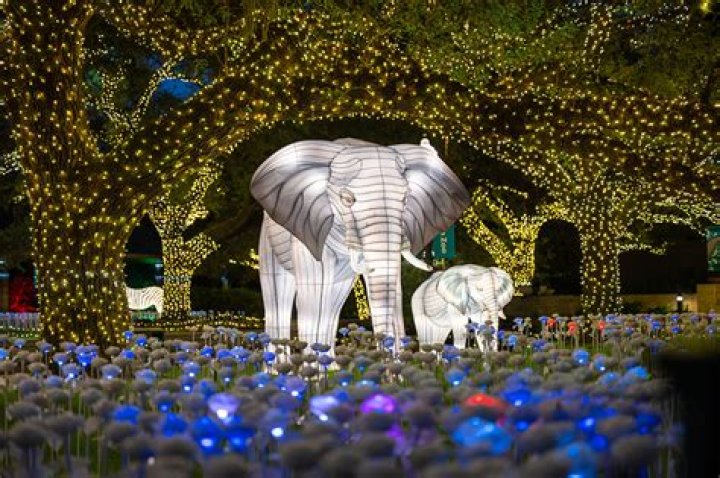 Zoo Lights Houston Times: A Magical Holiday Experience for the Whole Family